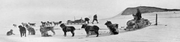 dog-team during sledging